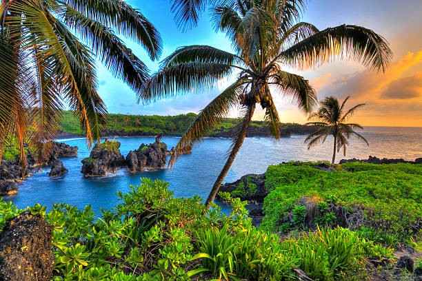 Palm trees and water with rocks and trees in the background