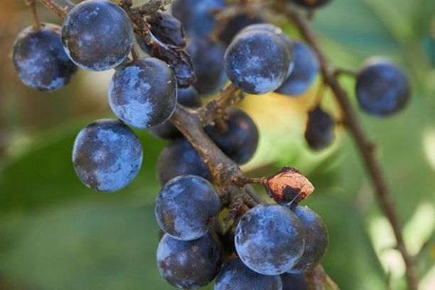 blueberries on a vine